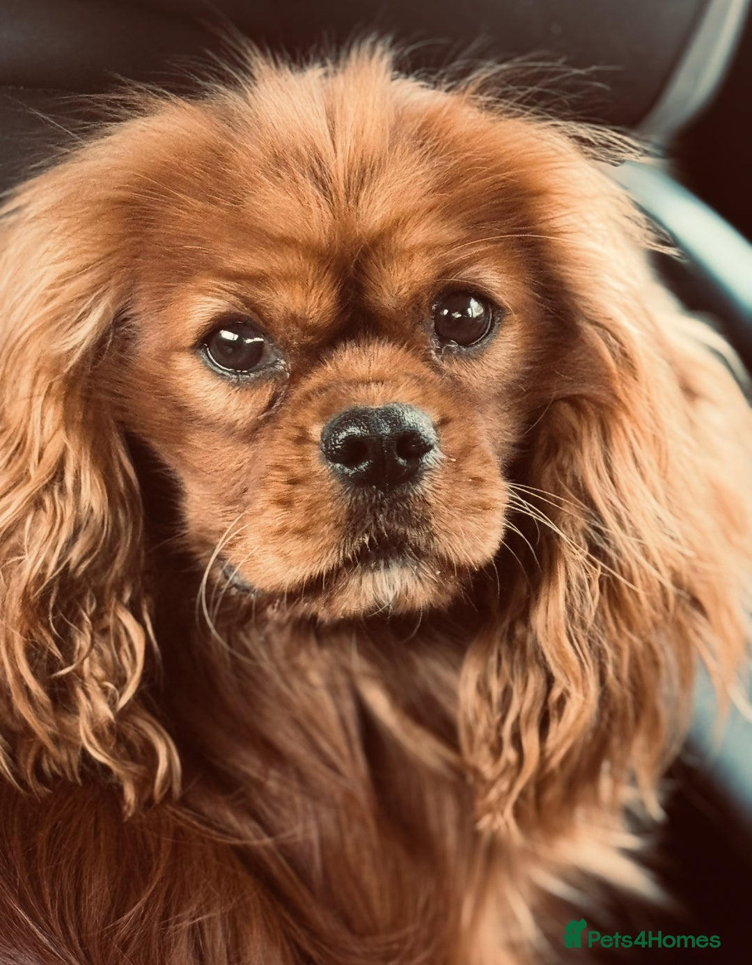 Cavalier King Charles Spaniel dogs for sale: Russian import x polish cavalier King Charles  - Advert 11