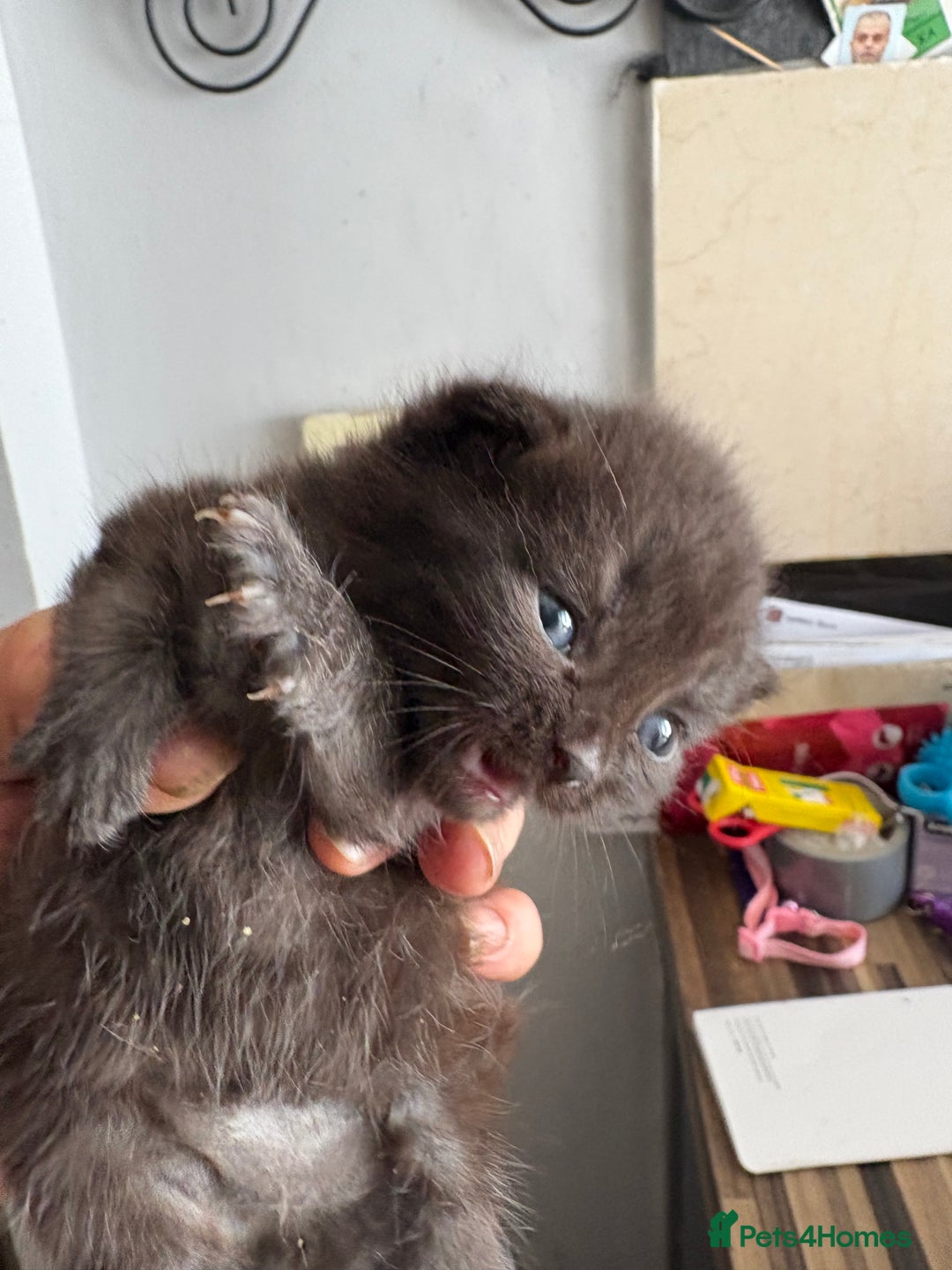 British Shorthair cats for sale: British Shorthair kittens  - Image 18