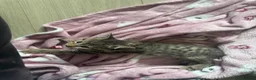 Mixed Breed cats for sale: Beautiful tabby kittens - Advert 20