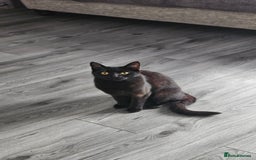 Bombay cats for sale: Rehoming our beloved Nala. 1yr old neutered female - Image 3