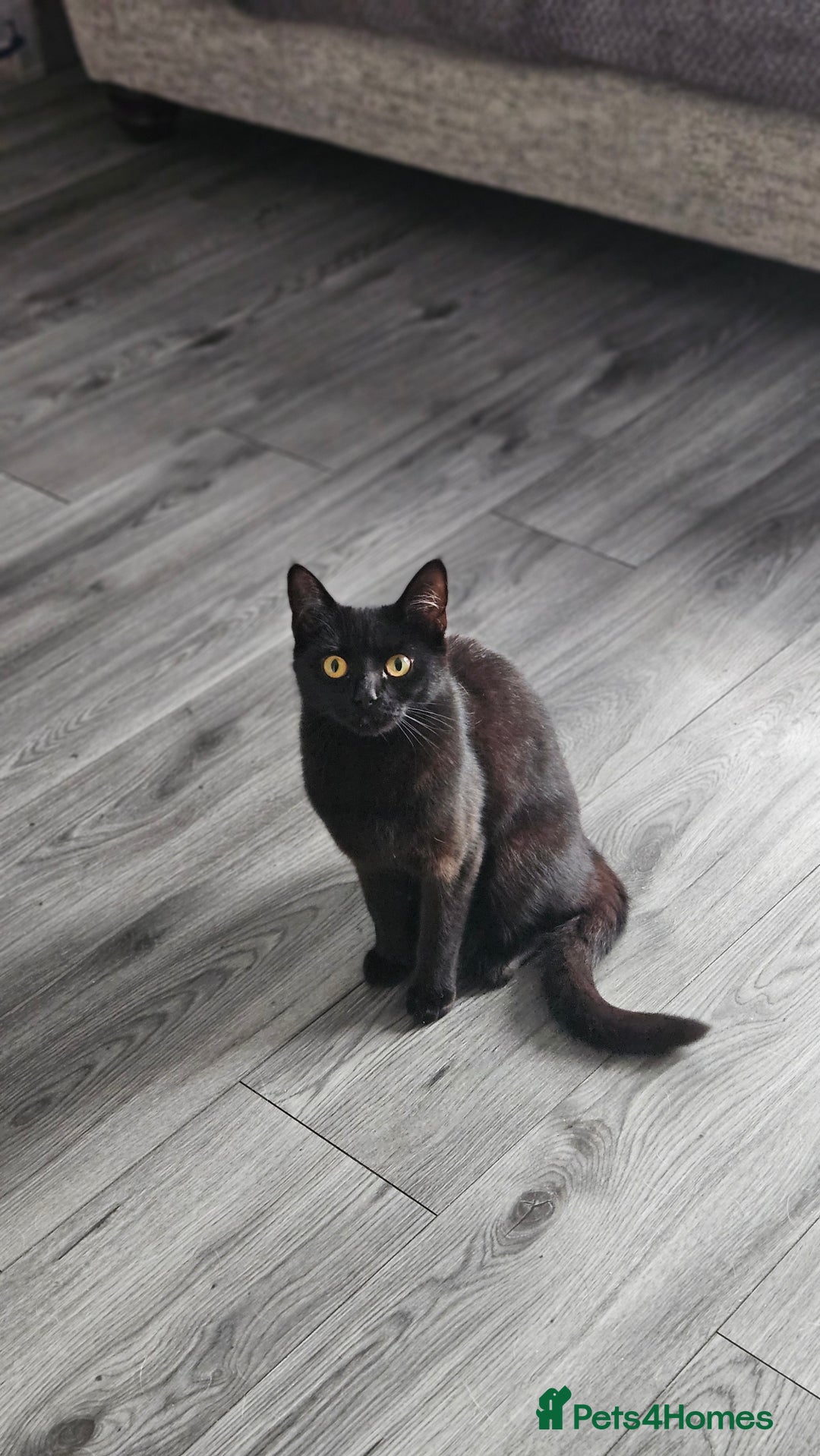 Bombay cats for sale: Rehoming our beloved Nala. 1yr old neutered female - Image 3