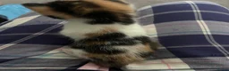 Mixed Breed cats for sale: 3 mix breed kittens  - Advert 8