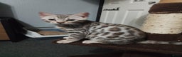 Bengal cats for sale: Purebred Silver and brown male Bengal kittens - Advert 1