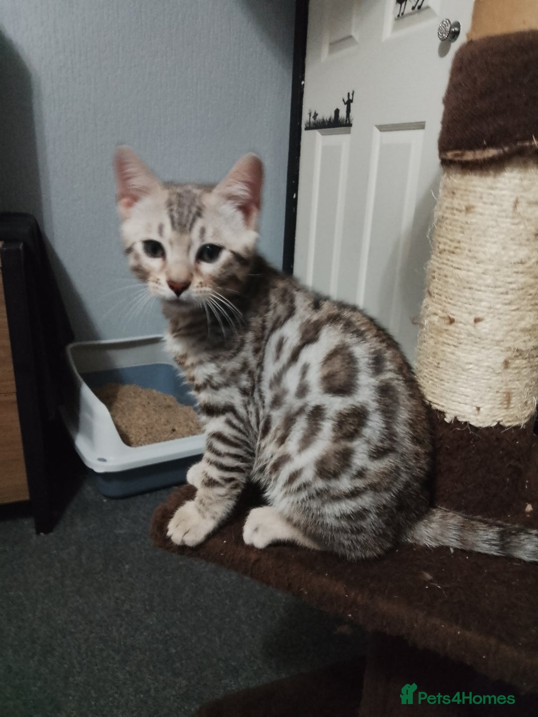 Bengal cats for sale: Purebred Silver and brown male Bengal kittens - Advert 1