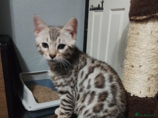 Bengal cats Purebred Silver and brown male Bengal kittens - Advert 1