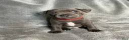 Staffordshire Bull Terrier dogs for sale: Billionaire bills pups  - Advert 10