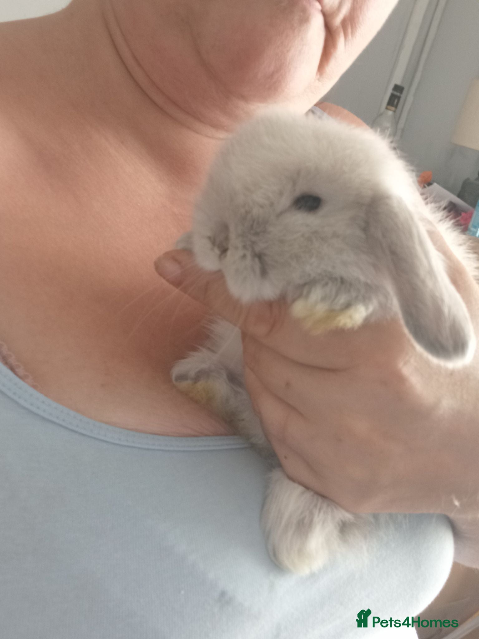 Mini Lop rabbits Mini lop baby rabbit  - Advert 1