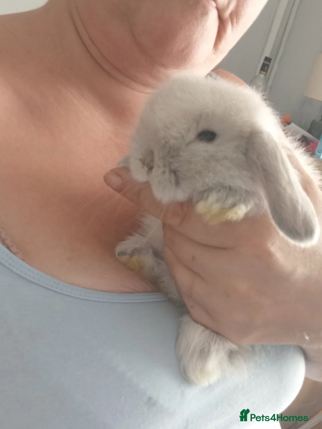 Mini Lop rabbits for sale: Mini lop baby rabbit  - Advert 1
