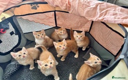 British Shorthair cats for sale: 7 Gorgeous ginger BSHxASH kittens to be rehomed - Image 1