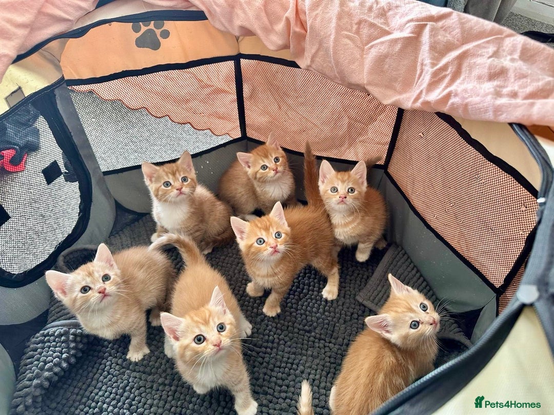 British Shorthair cats for sale: 7 Gorgeous ginger BSHxASH kittens to be rehomed - Image 1