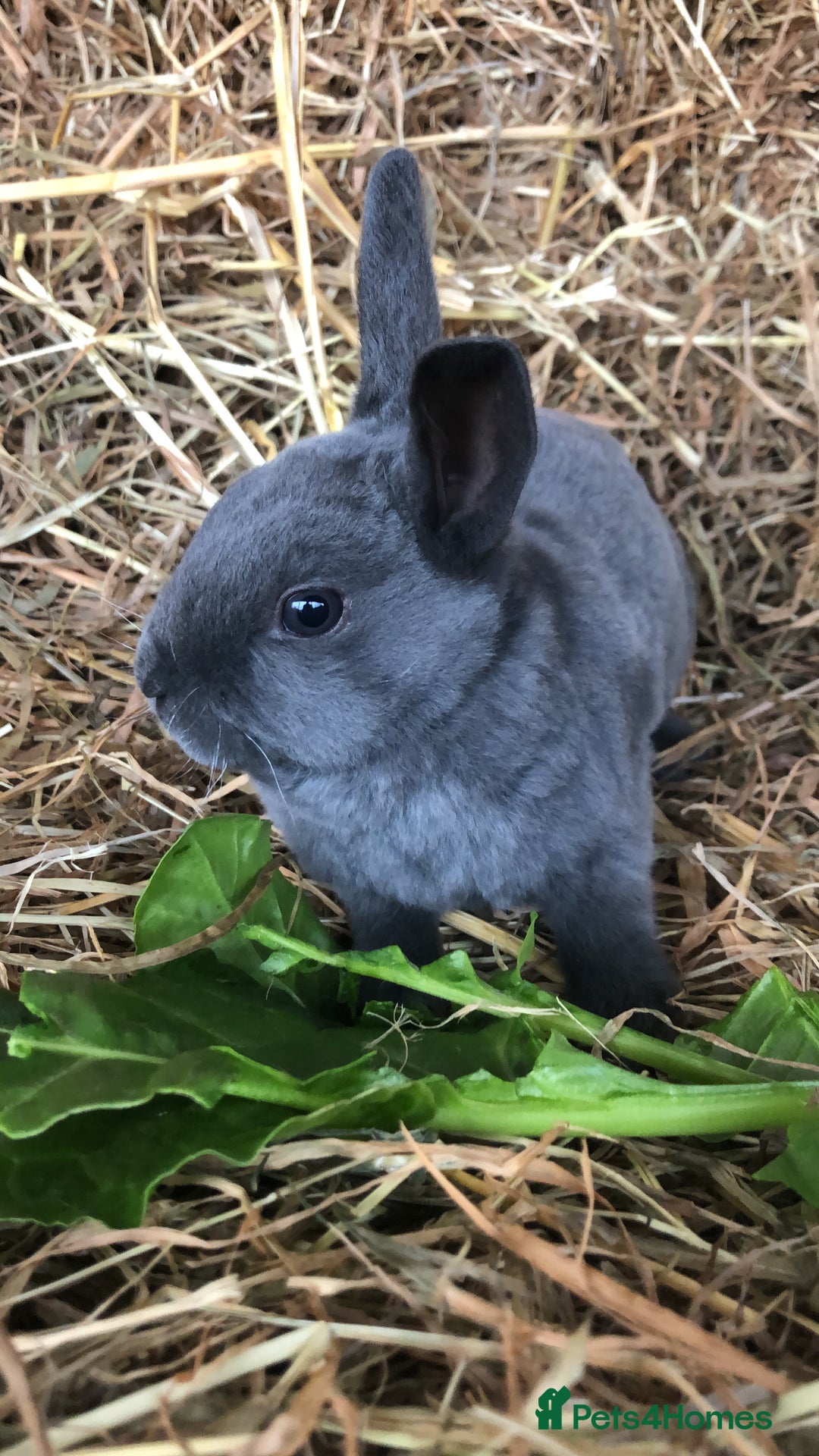 Rex rabbits for sale: Beautiful Pure Breed Velvet Mini Rex babies 🐰  - Advert 11