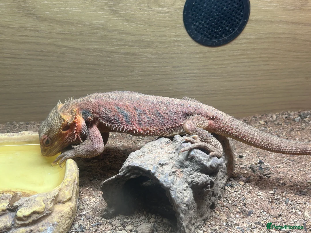 Bearded Dragon reptiles for sale: 1 year old female bearded dragon with enclosure  - Advert 7