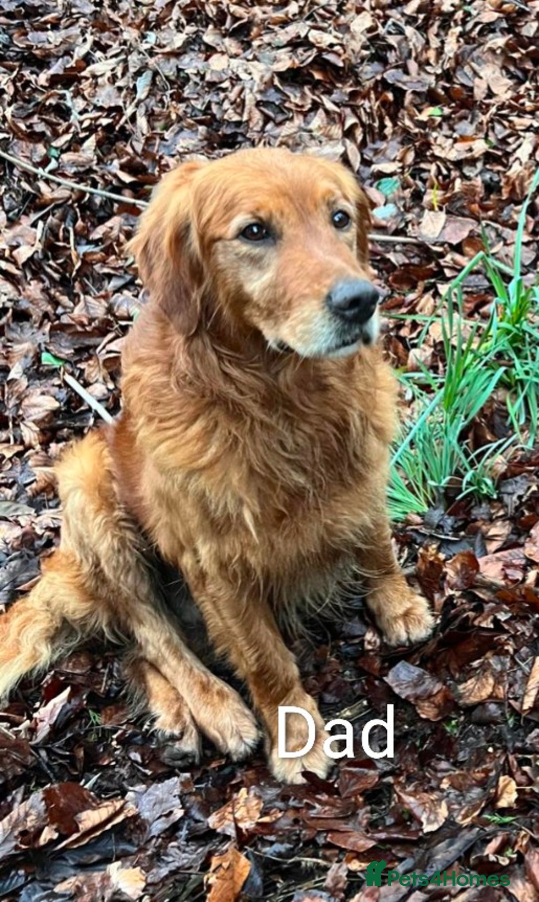 Golden Retriever dogs for sale: Working Golden Retriever Puppies  - Advert 17