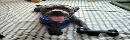 Staffordshire Bull Terrier dogs for stud: Maximus Prime ready for Stud in Birmingham - Advert 7