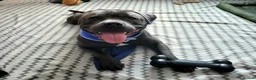 Staffordshire Bull Terrier dogs for stud: Maximus Prime ready for Stud in Birmingham - Advert 7