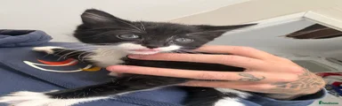 Tuxedo