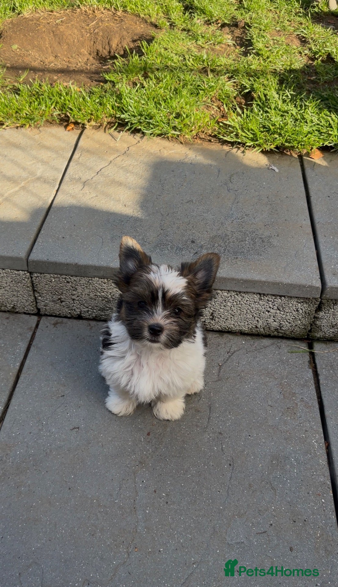Yorkshire Terrier dogs Beautiful Biewer Yorkshire Puppies - Ready Soon  - Advert 2