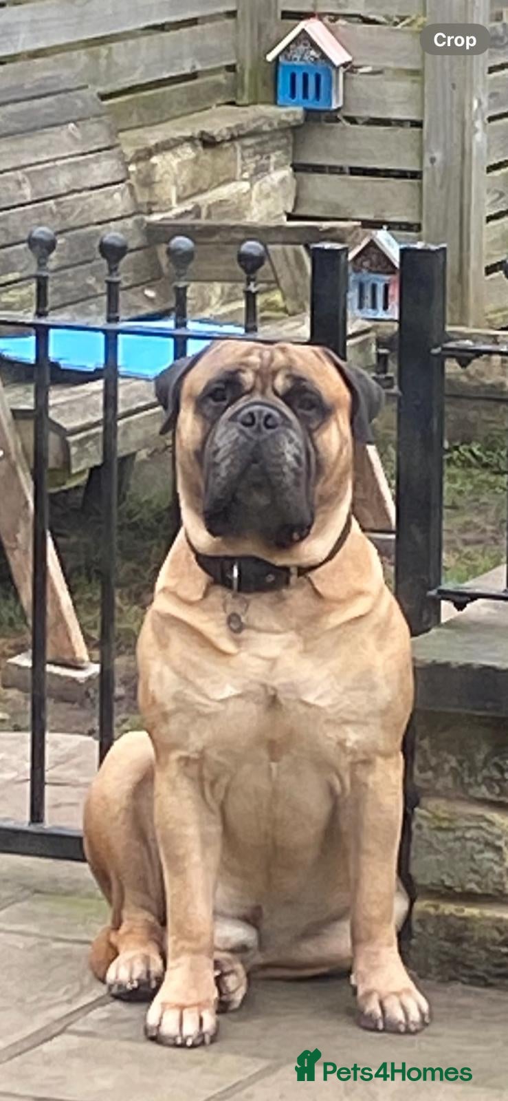 Bullmastiff dogs for sale: Superb Bullmastiff pups - Advert 2