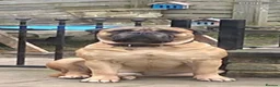 Bullmastiff dogs for sale: Superb Bullmastiff pups in Stoke-on-Trent - Advert 2