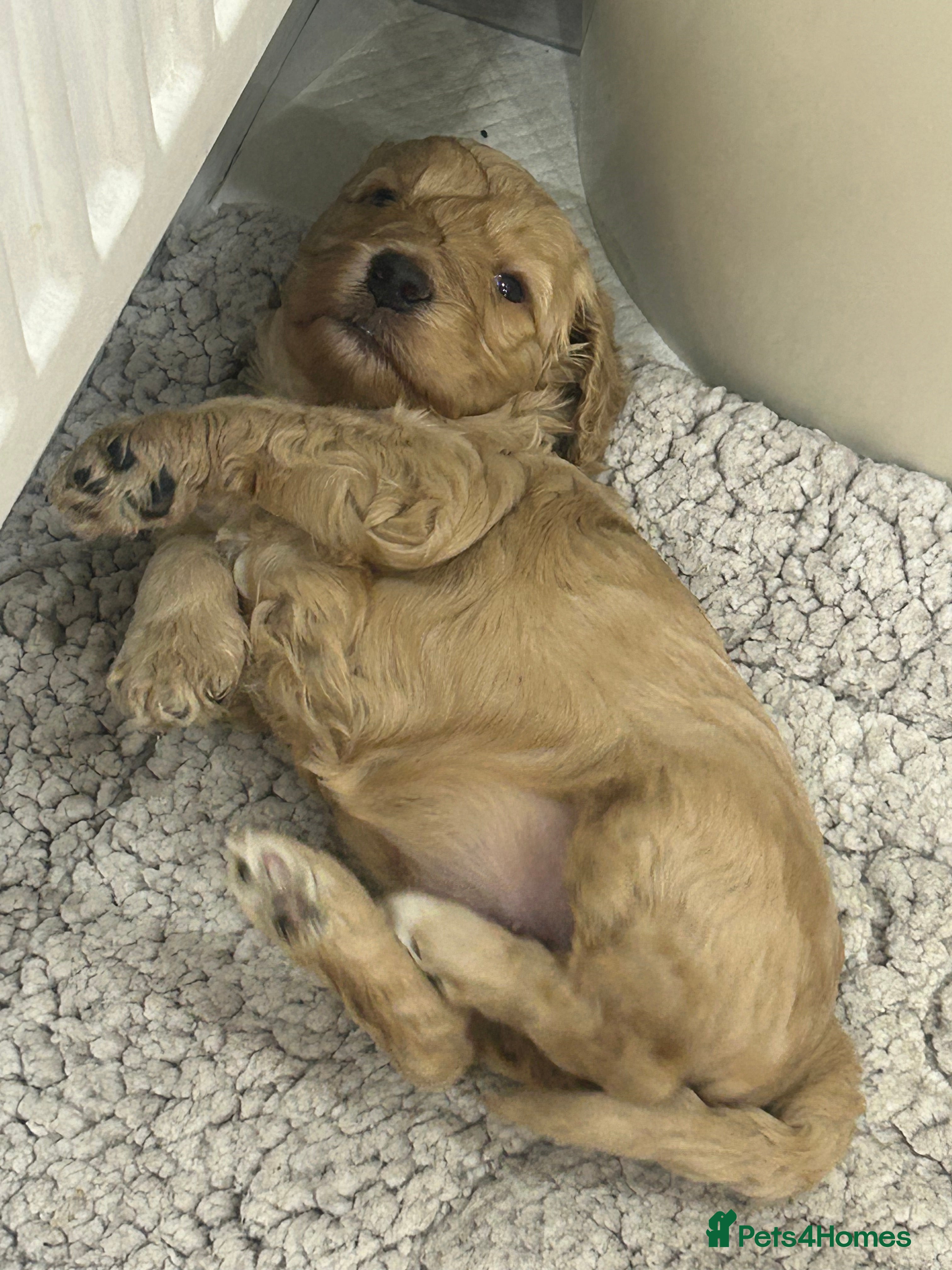 Cockapoo dogs Gorgeous cockapoo pup!  - Advert 14