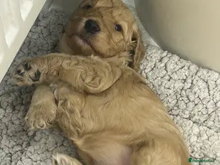 Cockapoo dogs Gorgeous cockapoo pup! - Advert 15