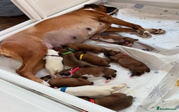 Boxer dogs for sale: Quality litter of boxer puppies - Advert 1