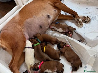 Boxer dogs for sale: Quality litter of boxer puppies - Advert 1