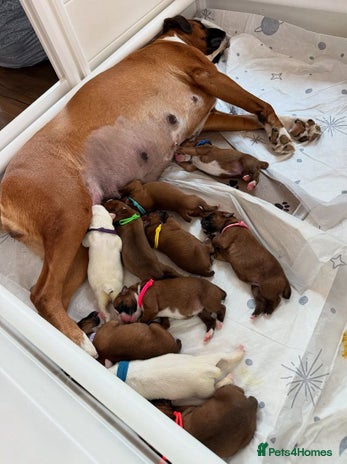 Boxer dogs Quality litter of boxer puppies - Advert 1
