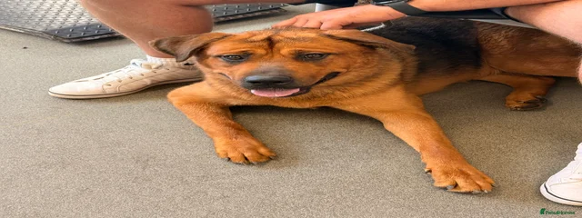 Stella