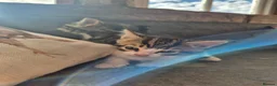 Mixed Breed cats for sale: TABBY KITTENS - READY NOW - Advert 2