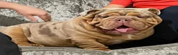 English Bulldog dogs for sale: English bulldog  in Middlesbrough - Advert 3
