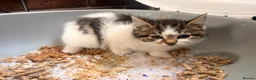 Mixed Breed cats for sale: 1 girl fluffy tabby - Advert 2