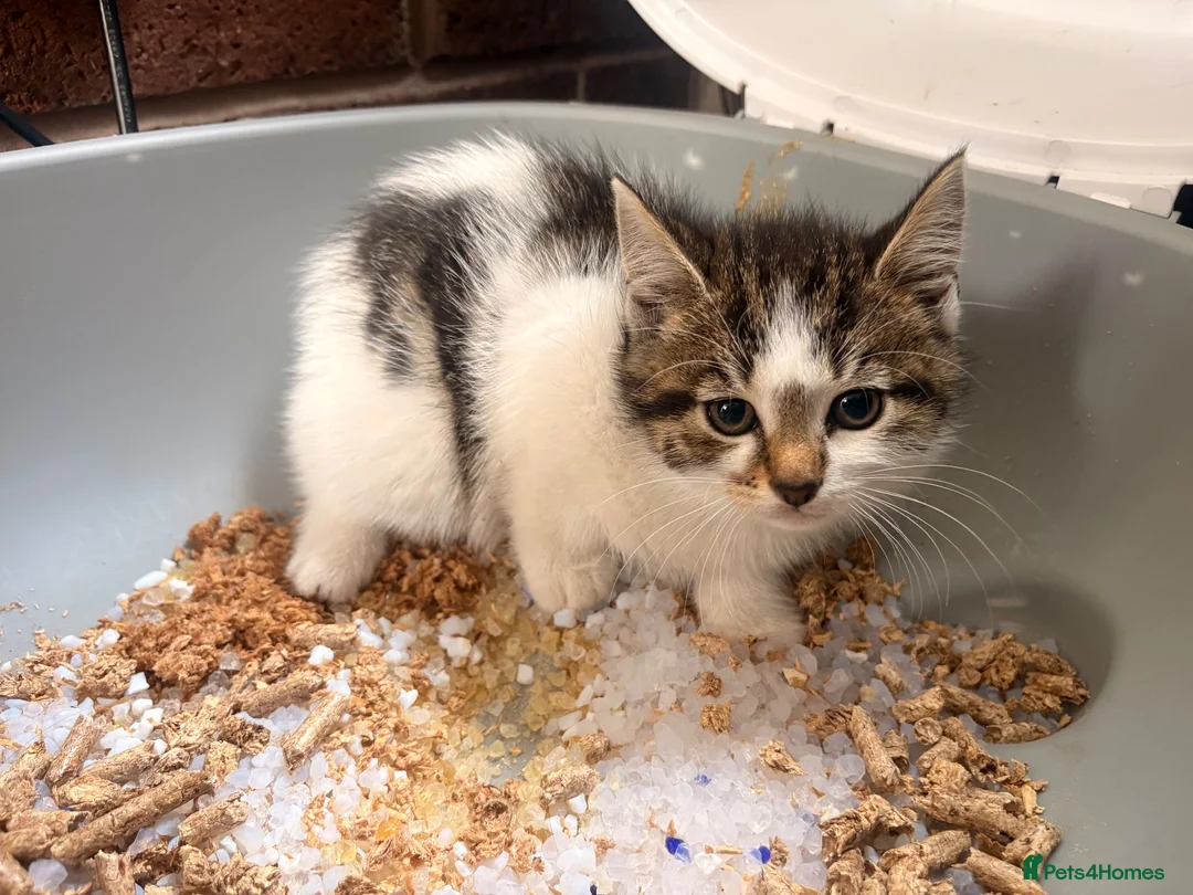 Mixed Breed cats for sale: 1 girl fluffy tabby - Advert 2