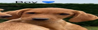 Boy 
