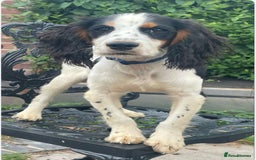 Cocker Spaniel dogs for sale: Working Cocker Spaniel Puppies  - Image 2