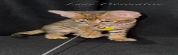 Savannah cats for sale: Exceptional Quality Tica Regist. Savannah kittens - Advert 10