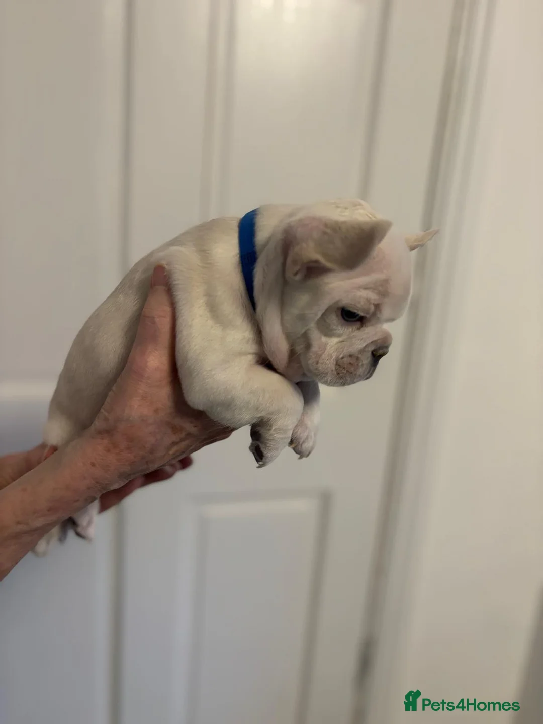 French Bulldog dogs for sale: Ready - Lilac Platinum - Fluffy Carriers - Advert 15