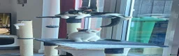 Mixed Breed cats for sale: Beautiful Small Female Cat for Rehoming - Advert 2