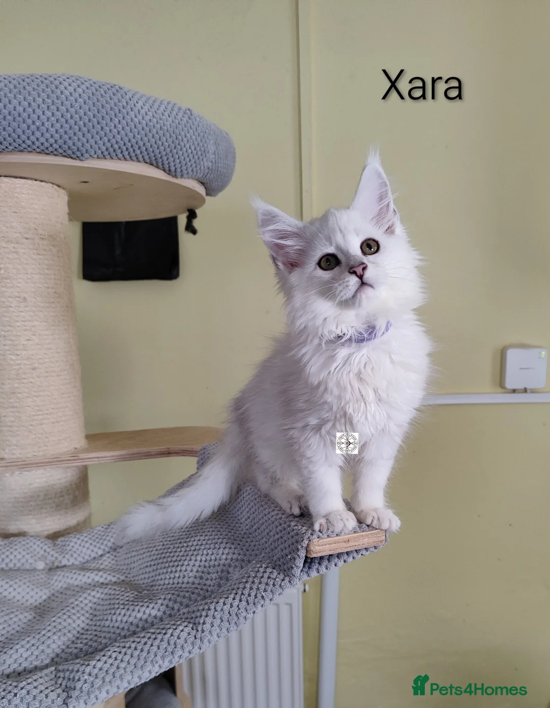 Maine Coon cats for sale: One boy & one girl left ‼️ ONLY PET ‼️ - Advert 8