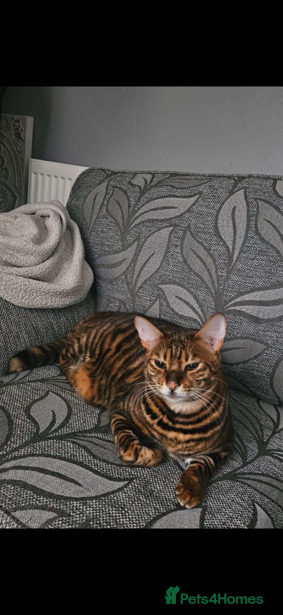 Toyger cats American toygers - Advert 2