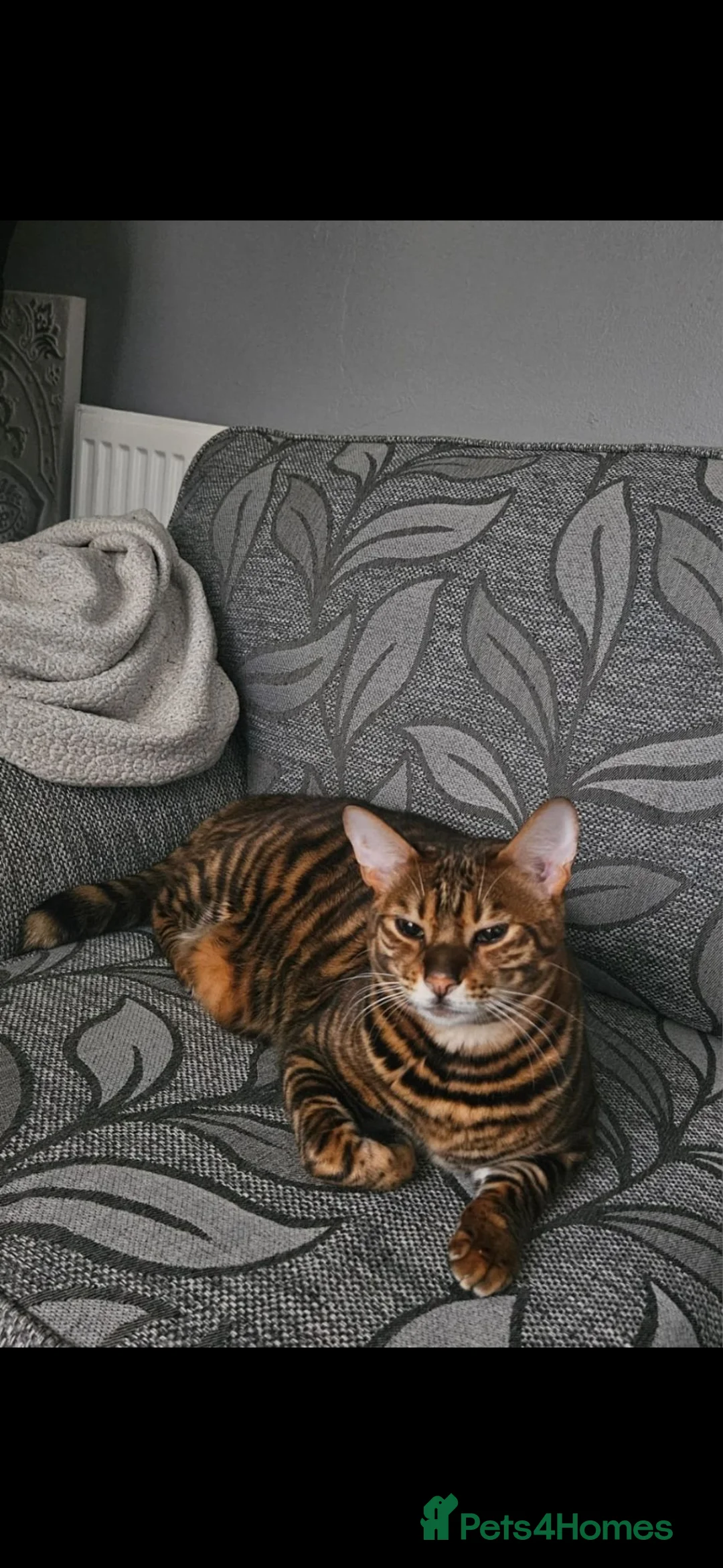 Toyger cats for sale: American toygers in Dewsbury - Advert 2