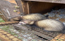 Ferret rodents for sale: Ferrets for sale  - Image 3