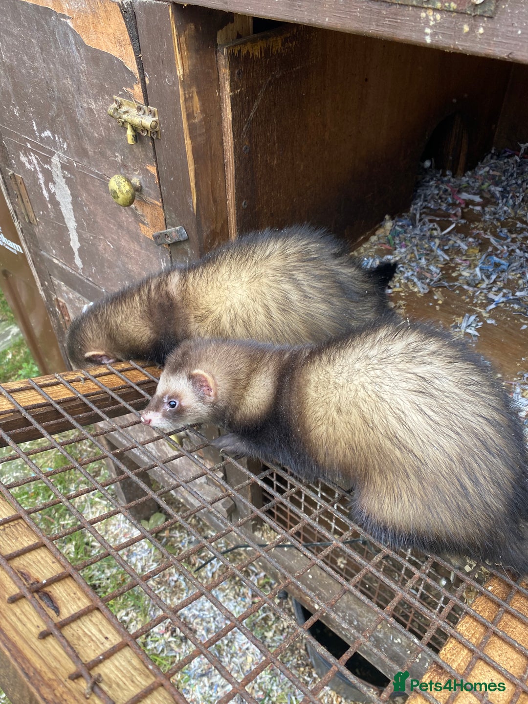 Ferret rodents for sale: Ferrets for sale  - Image 3
