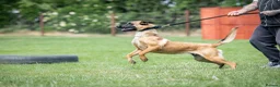 Belgian Shepherd Dog dogs for sale: KC registered Malinios bitch  - Advert 9