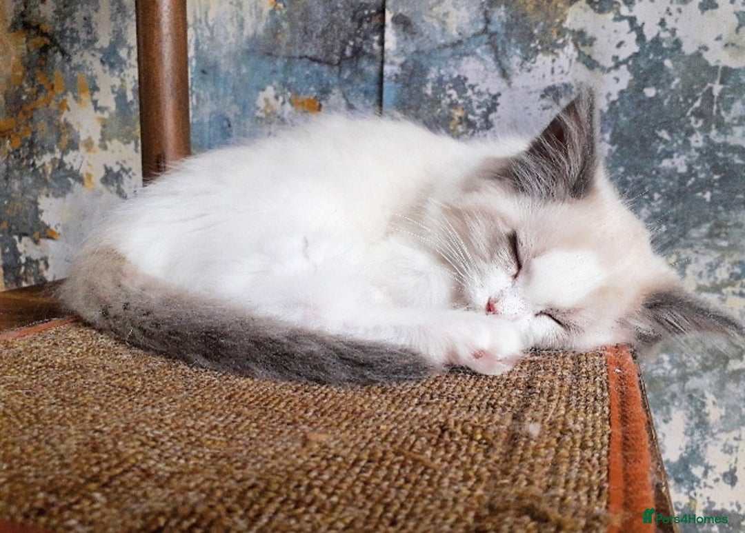 Ragdoll cats for sale: Maincoon ×Ragdoll (Ragcoon) kittens  - Image 28
