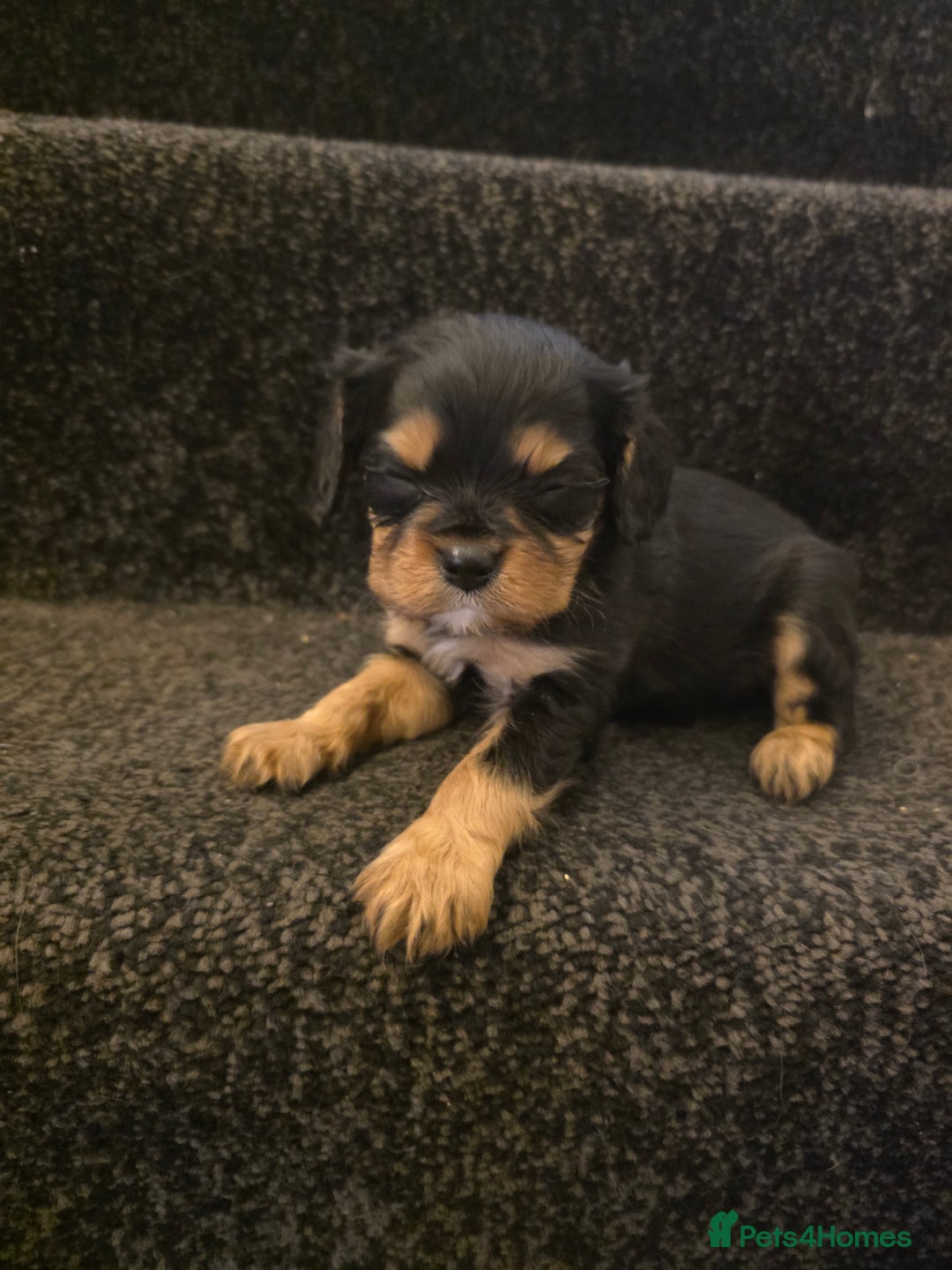 Cavalier King Charles Spaniel dogs for sale: Cavalier King Charles puppies  - Advert 5