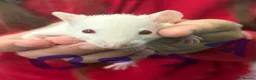 Rat rodents for sale: Dumbo rats in Manningtree - Advert 17