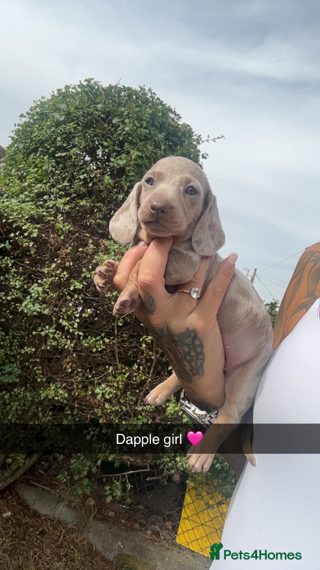 Dachshund dogs for sale: Miniature dachshund  - Advert 20