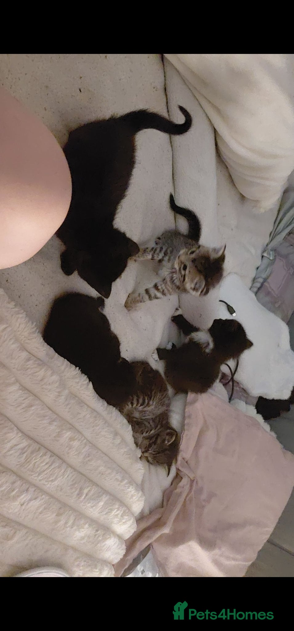Mixed Breed cats Kittens - Advert 1