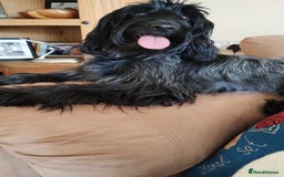 Cockapoo dogs for sale: A Lovable Female Cockapoo 2.5 yrs - Image 4